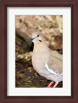 Framed Close-up of a White-Winged Dove, High Island, Texas, USA