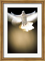Framed White Dove in flight