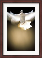 Framed White Dove in flight