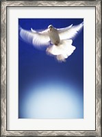 Framed White Dove in flight - blue