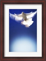 Framed White Dove in flight - blue