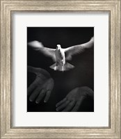 Framed Close-up of a person releasing a White Dove