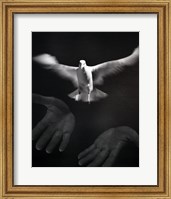 Framed Close-up of a person releasing a White Dove