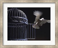 Framed White Dove escaping from a birdcage