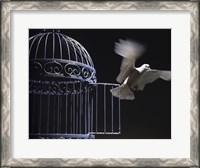 Framed White Dove escaping from a birdcage