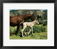 Framed Palomino Mare and a Colt