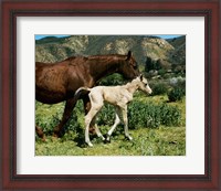 Framed Palomino Mare and a Colt