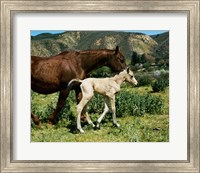 Framed Palomino Mare and a Colt