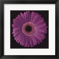 Framed Gerbera Daisy Purple