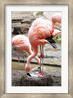 Framed Flamingo in Stassbourg
