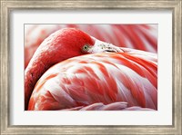 Framed Flamingo Resting