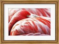 Framed Flamingo Resting