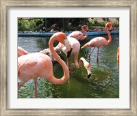 Framed Flamingos in a Zoo