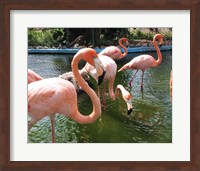 Framed Flamingos in a Zoo
