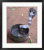 Framed Indian Cobra