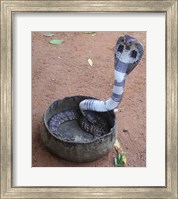Framed Indian Cobra