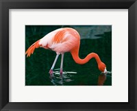 Framed Pink Flamingo In River
