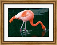 Framed Pink Flamingo In River