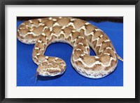 Framed Saw Scaled Viper