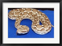 Framed Saw Scaled Viper