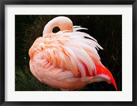 Framed Sleeping Flamingo