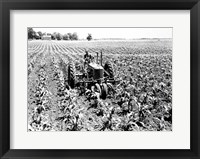 Framed Farmer Driving Tractor in Field