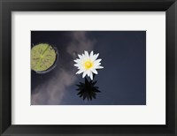 Framed Lotus Yin-Yang