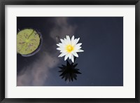 Framed Lotus Yin-Yang