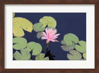 Framed Lotus Eaters I