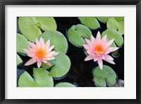 Framed Lotus Eaters II