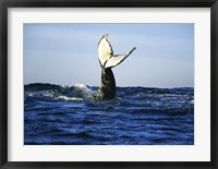 Framed Humpback Whale Tail Above Ocean Waves