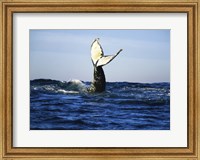 Framed Humpback Whale Tail Above Ocean Waves