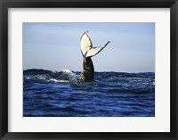 Framed Humpback Whale Tail Above Ocean Waves