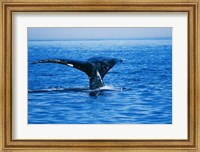 Framed Right Whale in the sea, Bay of Fundy, Canada