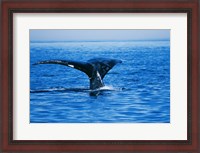 Framed Right Whale in the sea, Bay of Fundy, Canada