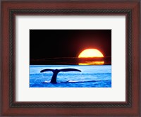 Framed Tail fin of a whale in the sea