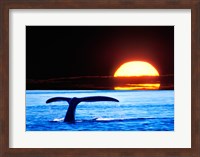 Framed Tail fin of a whale in the sea