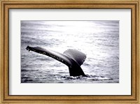 Framed Humpback Whale Black and White Tail