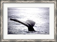 Framed Humpback Whale Black and White Tail