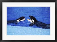 Framed Killer Whales Sea World San Diego California USA