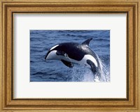 Framed Killer Whale Orcinus Orca Atlantic Ocean