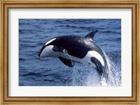 Framed Killer Whale Orcinus Orca Atlantic Ocean