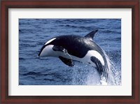 Framed Killer Whale Orcinus Orca Atlantic Ocean