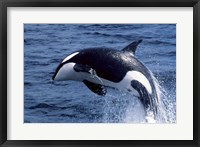 Framed Killer Whale Orcinus Orca Atlantic Ocean