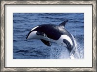 Framed Killer Whale Orcinus Orca Atlantic Ocean