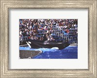 Framed Killer Whale Sea World San Diego California USA