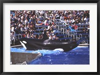 Framed Killer Whale Sea World San Diego California USA