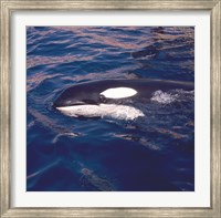 Framed Killer Whale Swimming