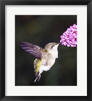 Framed Hummingbird