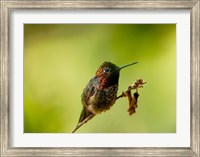 Framed Close-up of a Hummingbird perching on a branch